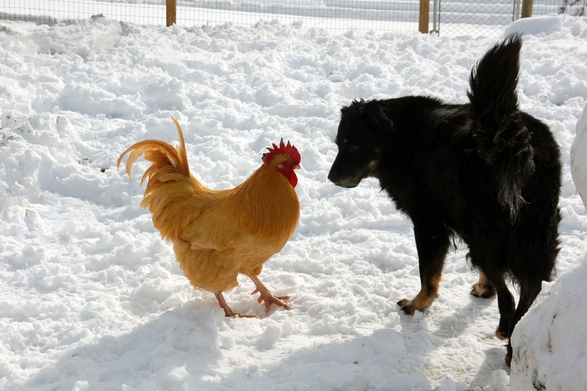 A brown chicken and a black dog in a snow-covered backyard.