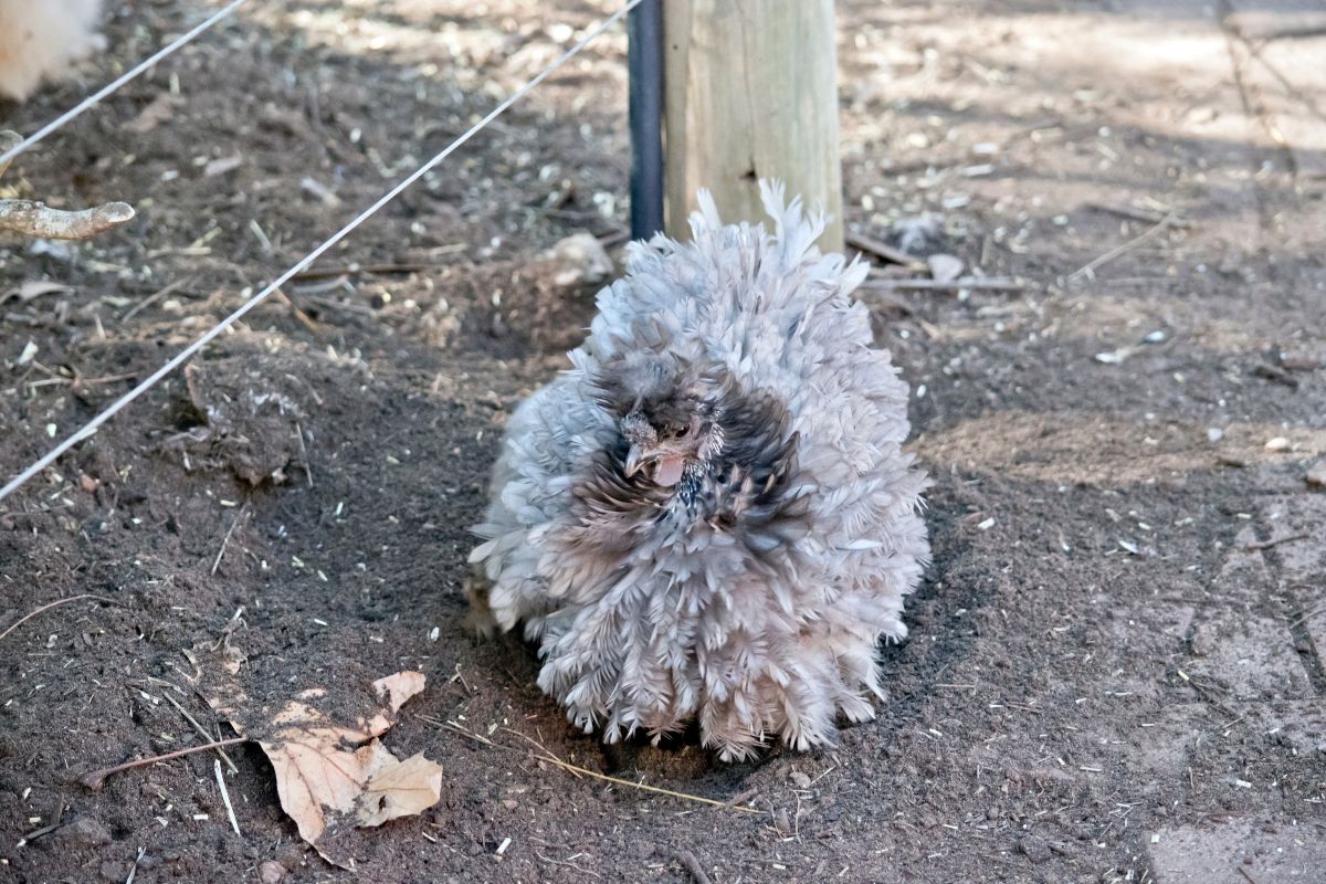 A gray frizzle chicken resting in a backyard.