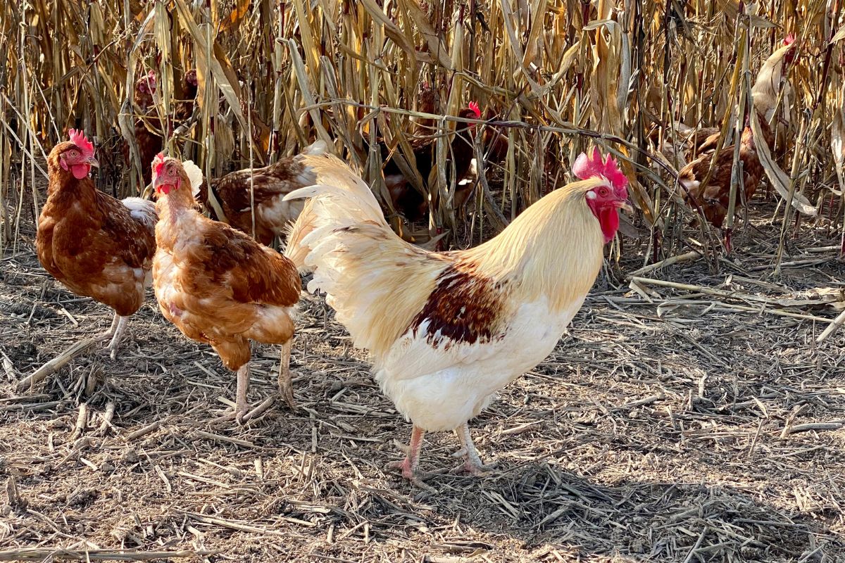 Chickens and a rooster wandering in a cornfield.