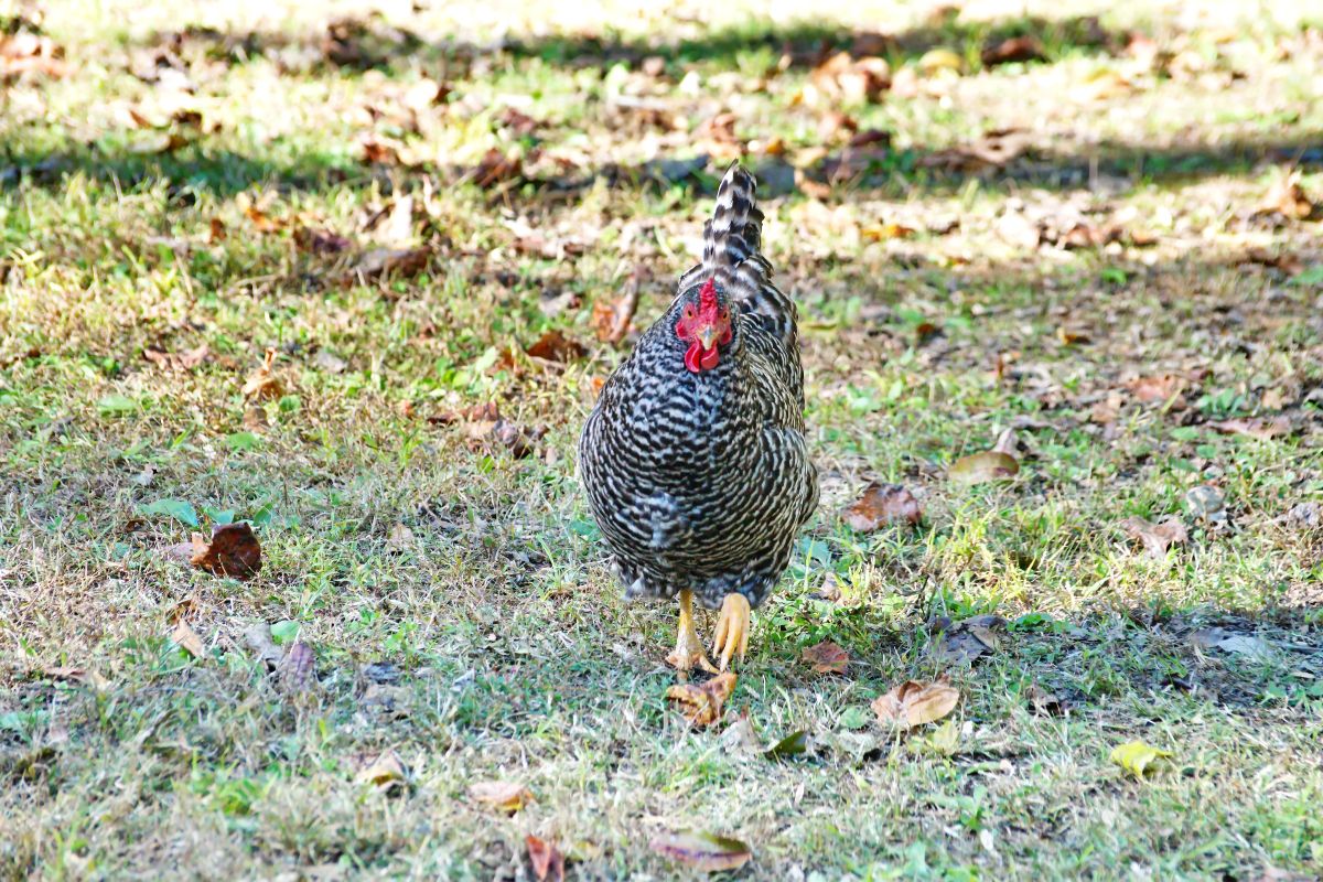 A gray chicken roaming in a backyard.