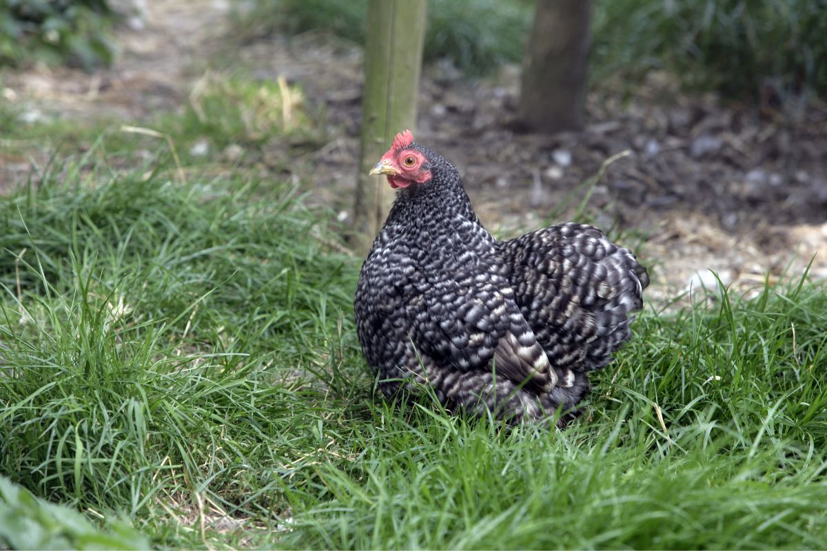 A gray chicken walking in a backyard pasture.