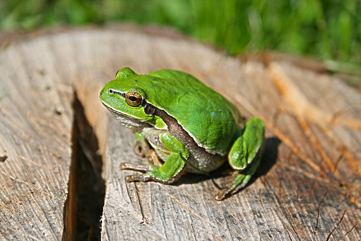 Green frog on a tree stump on a sunny day.