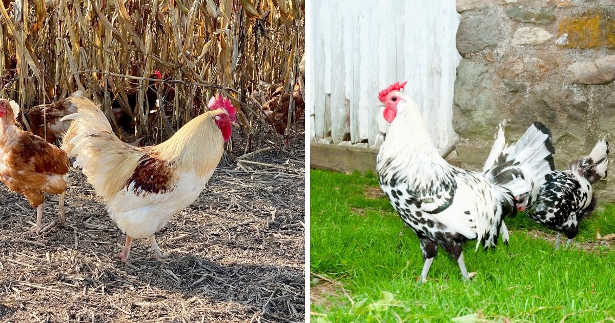 How Much Is a Rooster Worth? (How To Rehome Roos) Chicken & Chicks Info