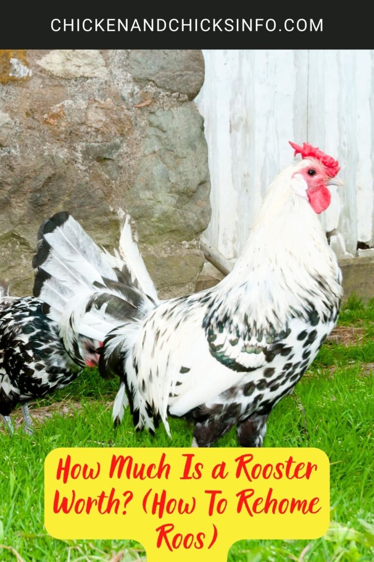 How Much Is a Rooster Worth? (How To Rehome Roos) Chicken & Chicks Info