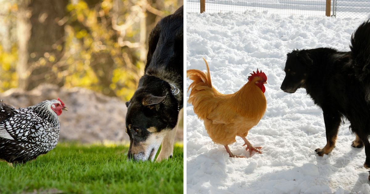 Is Chicken Poop Toxic To Dogs? (Gross, but Harmful?)