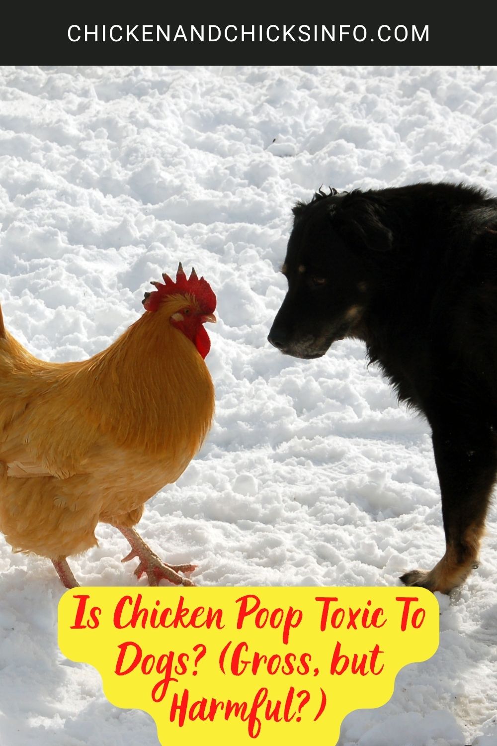 Is Chicken Poop Toxic To Dogs? (Gross, but Harmful?) poster.
