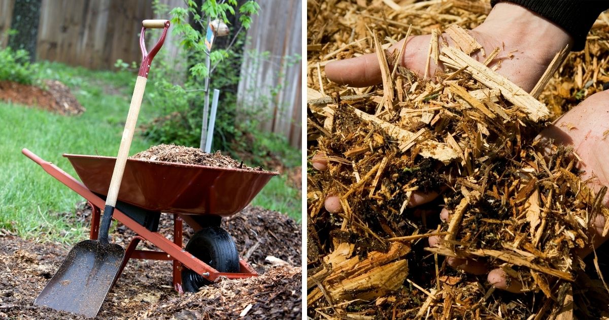 Is Mulch Safe for Chickens? (Depends What's In It!) Chicken & Chicks Info
