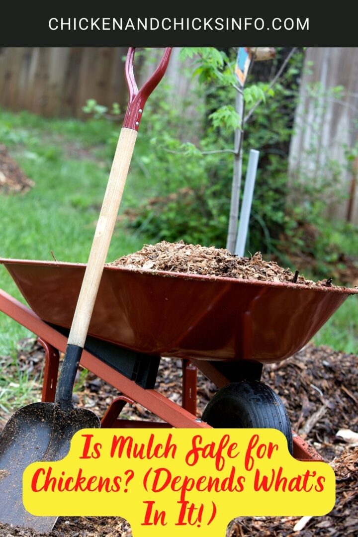 Is Mulch Safe for Chickens? (Depends What's In It!) Chicken & Chicks Info