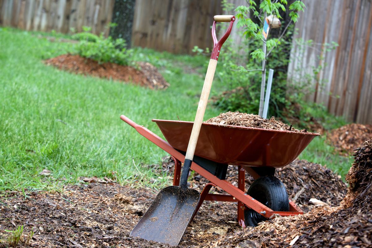 Backyard mulch with a wheelbarrow and a shovel.