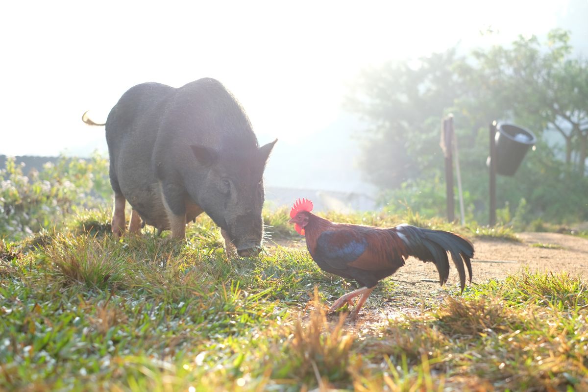A pig and a rooster in a backyard on a sunny day.