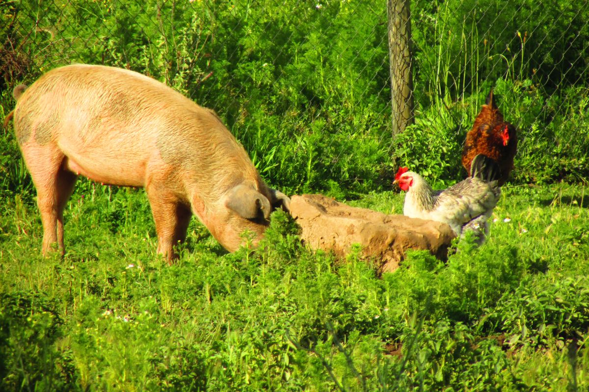 A pig and chickens in a backyard on a sunny day.