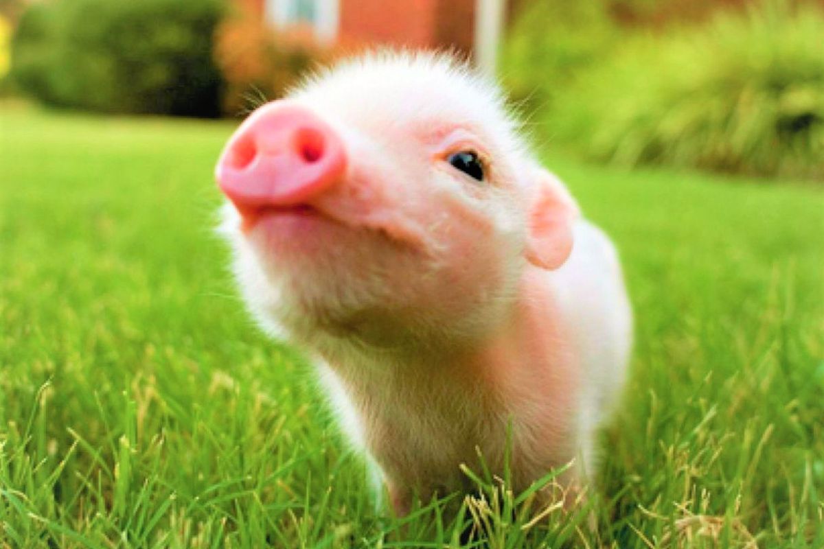 A close-up of a cute piglet on green grass.
