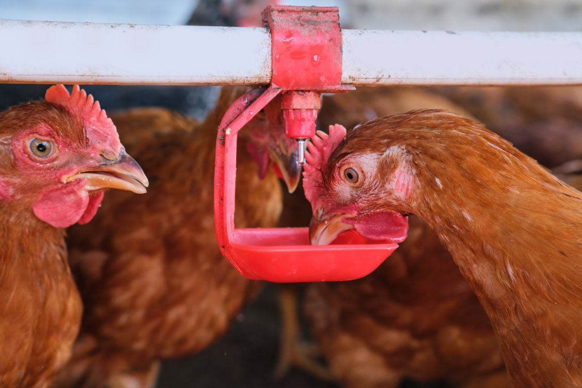 Brown chickens drinking water from a poultry nipple device.