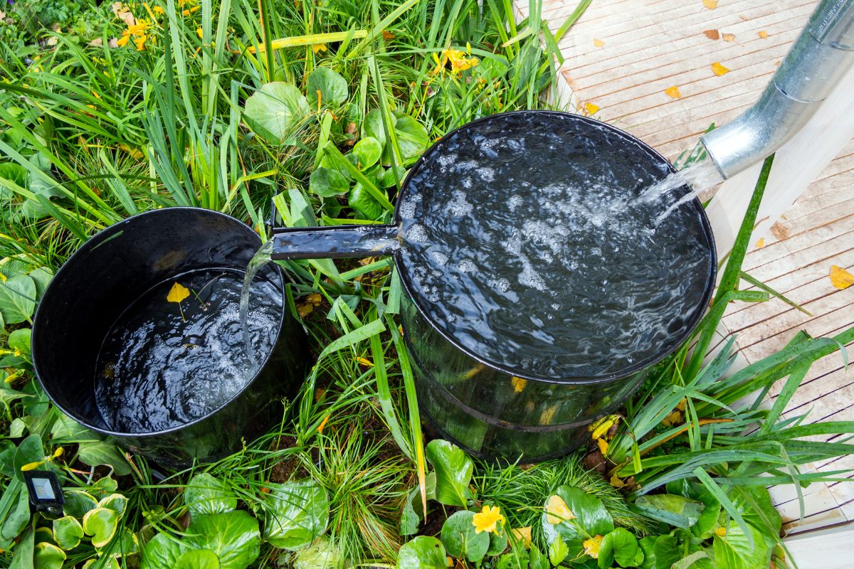 Collecting rainwater in a backyard.