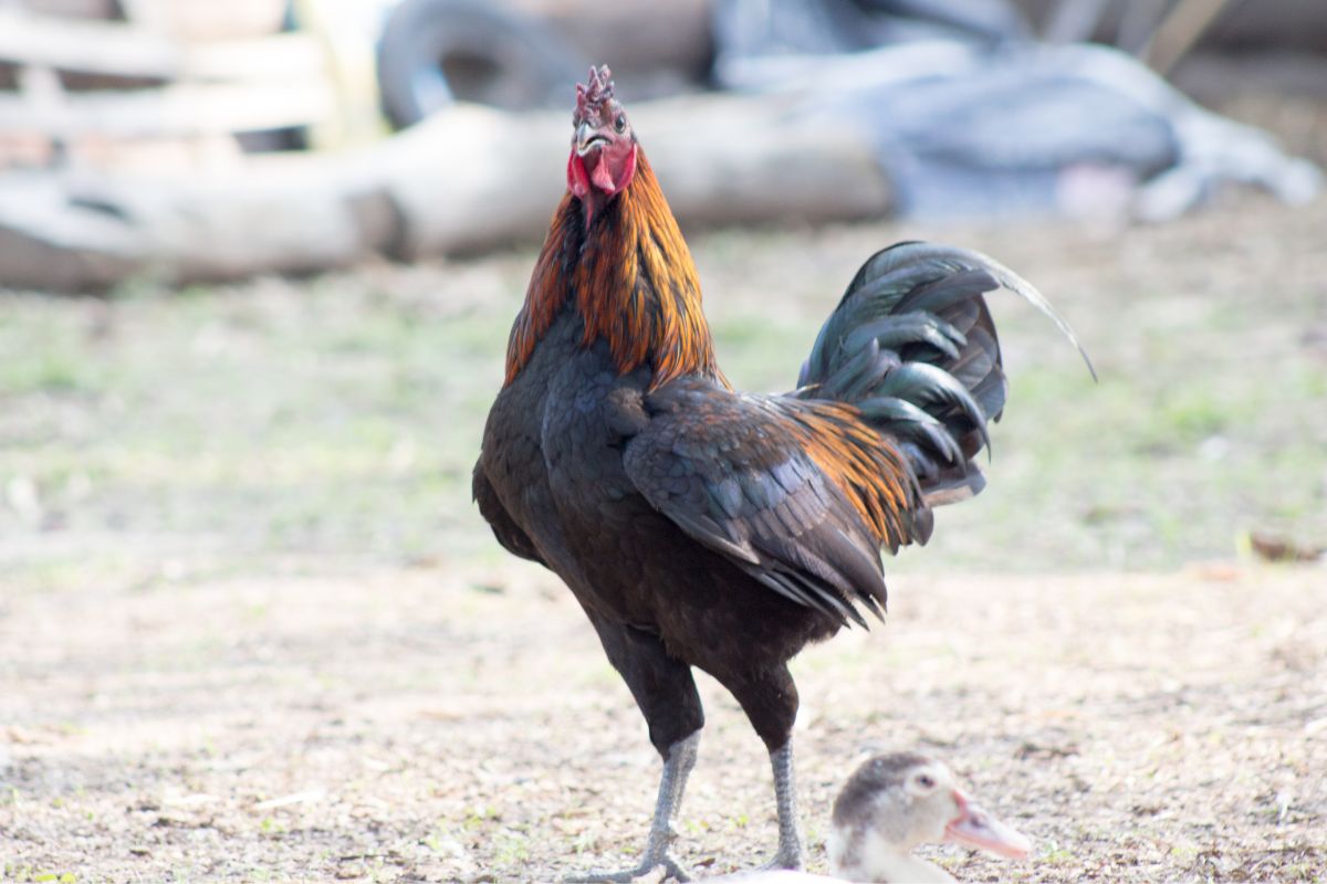 Angry-looking rooster in a backyard.