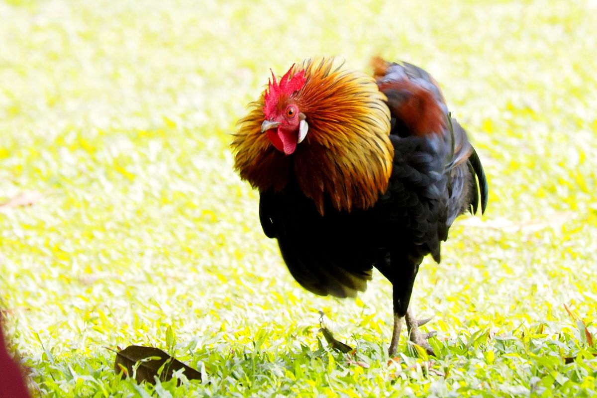 Attacking rooster in a backyard.