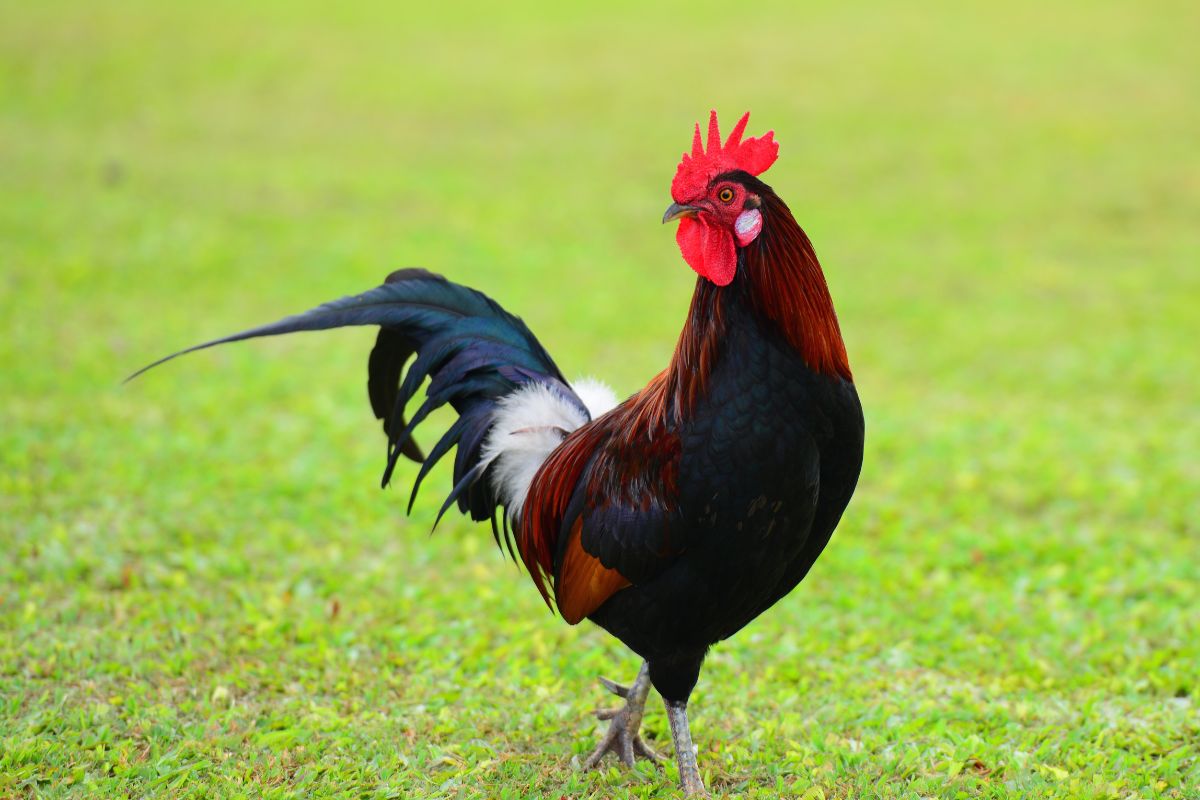 A colorful rooster walking in a backyard pasture.