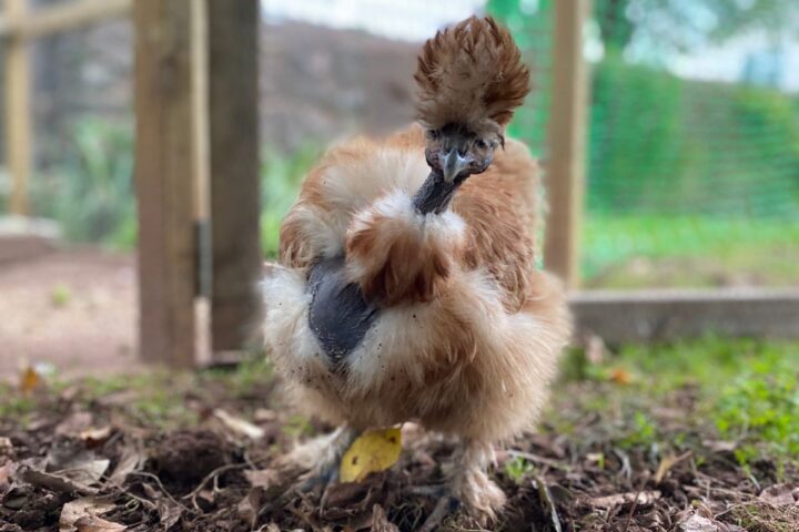 What Is a Showgirl Silkie? (A Look at This Cute & Unique Chicken