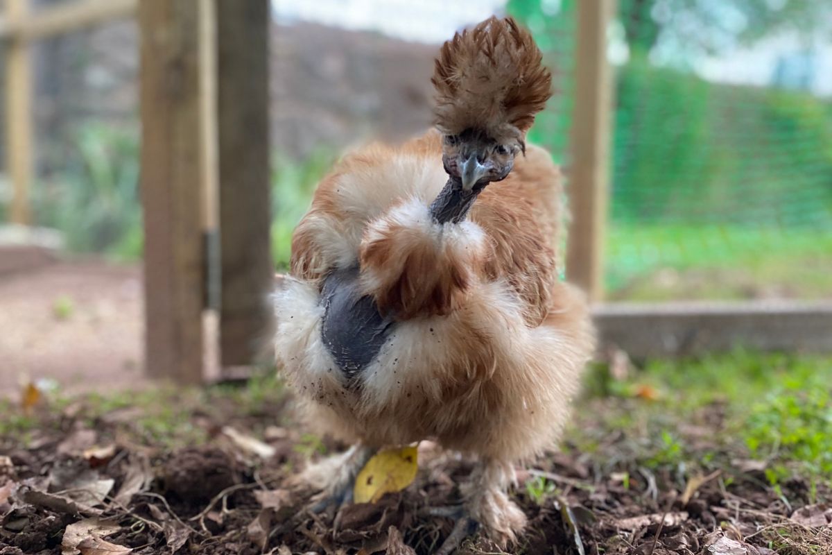 A brown showgirl silkie chicken in a backyard.