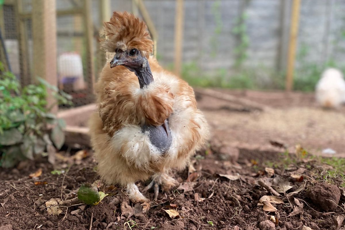 A brown showgirl silkie chicken in a backyard.