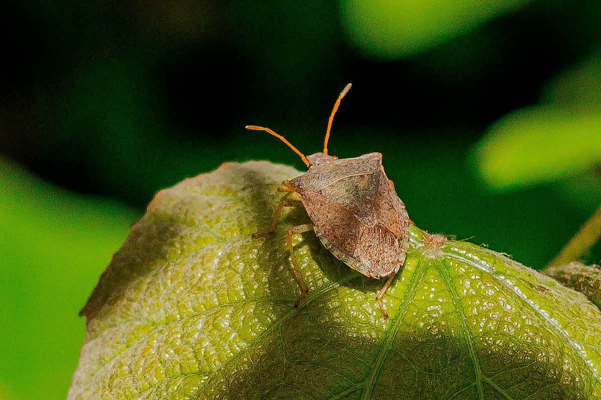 Brown squash bug on a green leaf.