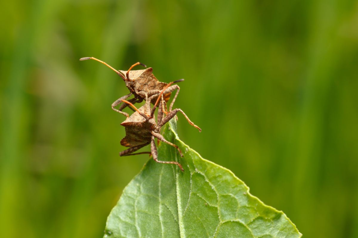 Two brown squash bugs on a green leaf.