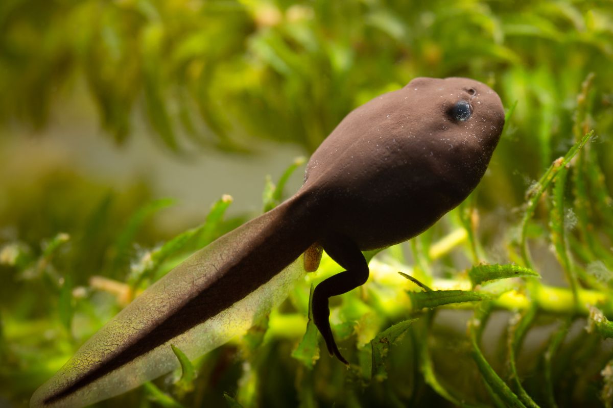 A brown tadpole in water.