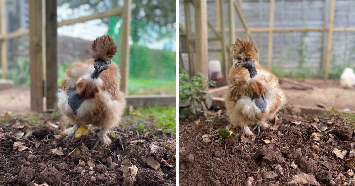 What Is a Showgirl Silkie? (A Look at This Cute & Unique Chicken