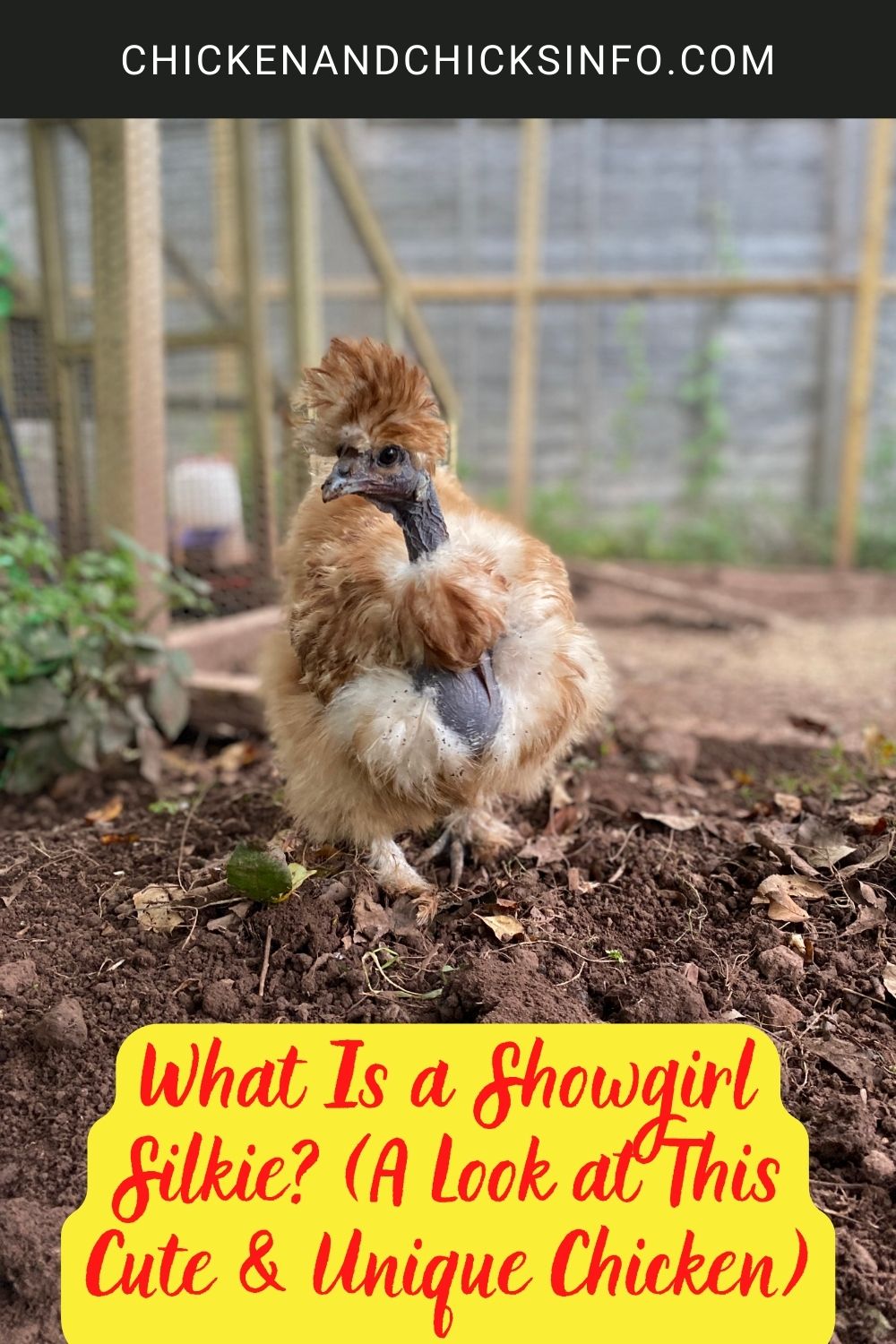 What Is a Showgirl Silkie? (A Look at This Cute & Unique Chicken) poster.
