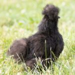 A black cute silkie chicken in a backyard pasture.