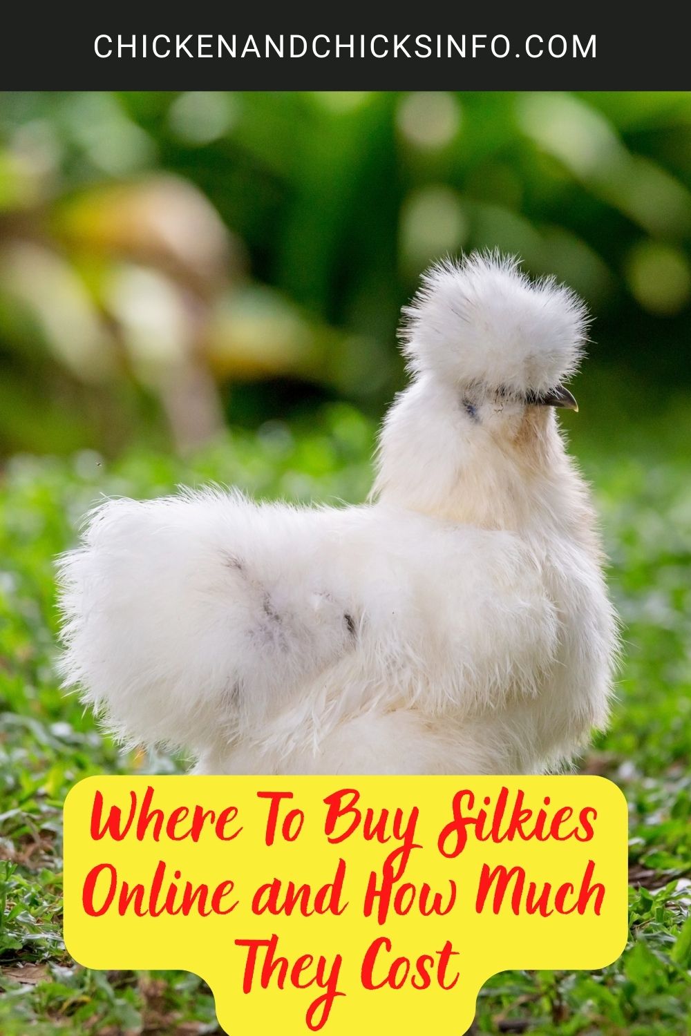 Where To Buy Silkies Online and How Much They Cost poster.
