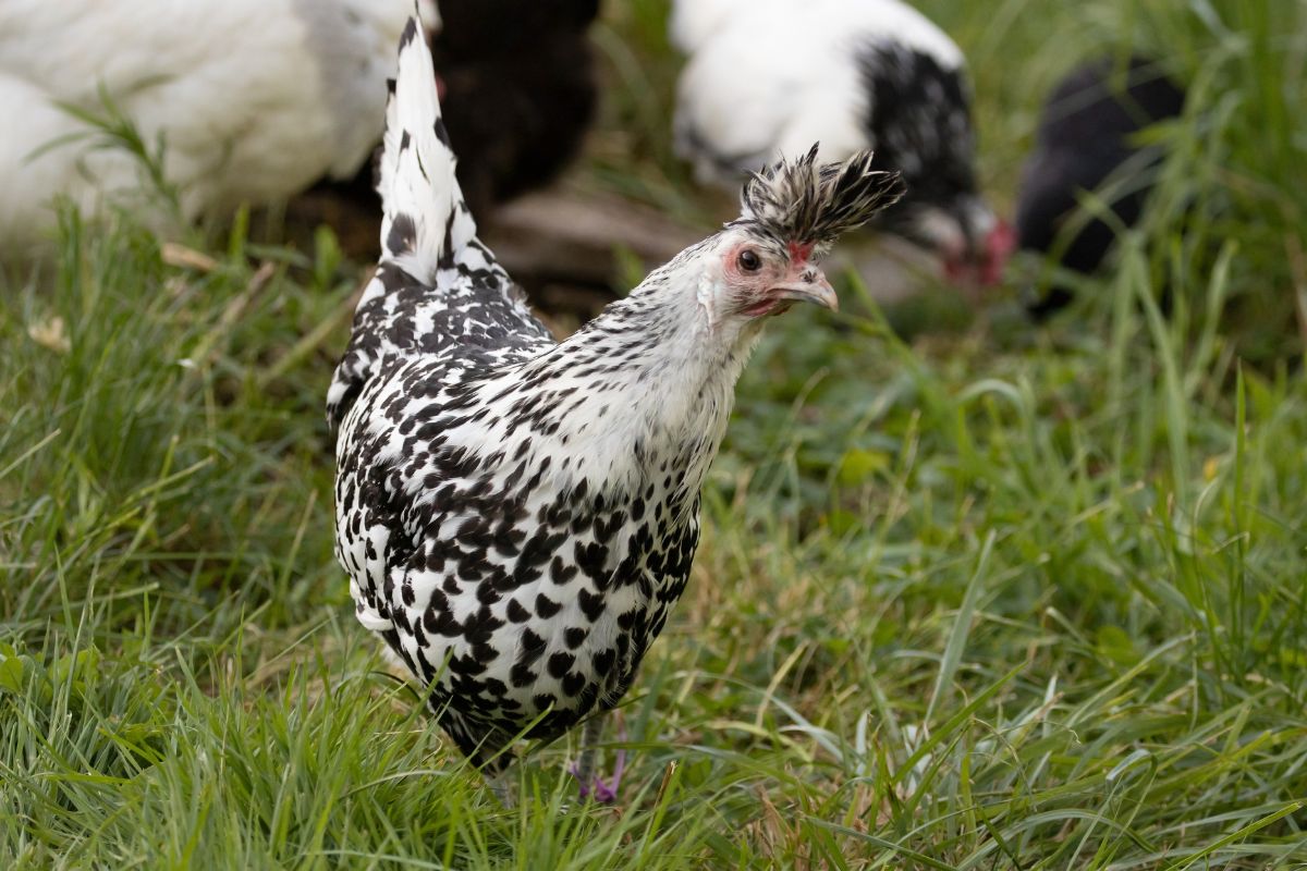 Beautiful white-black chicken in a backyard.