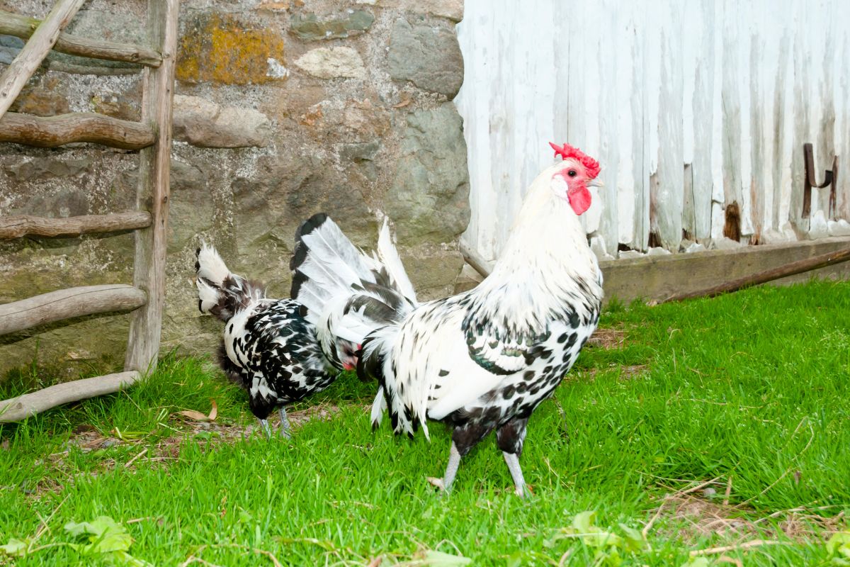 A big rooster and a chicken roaming in a backyard.