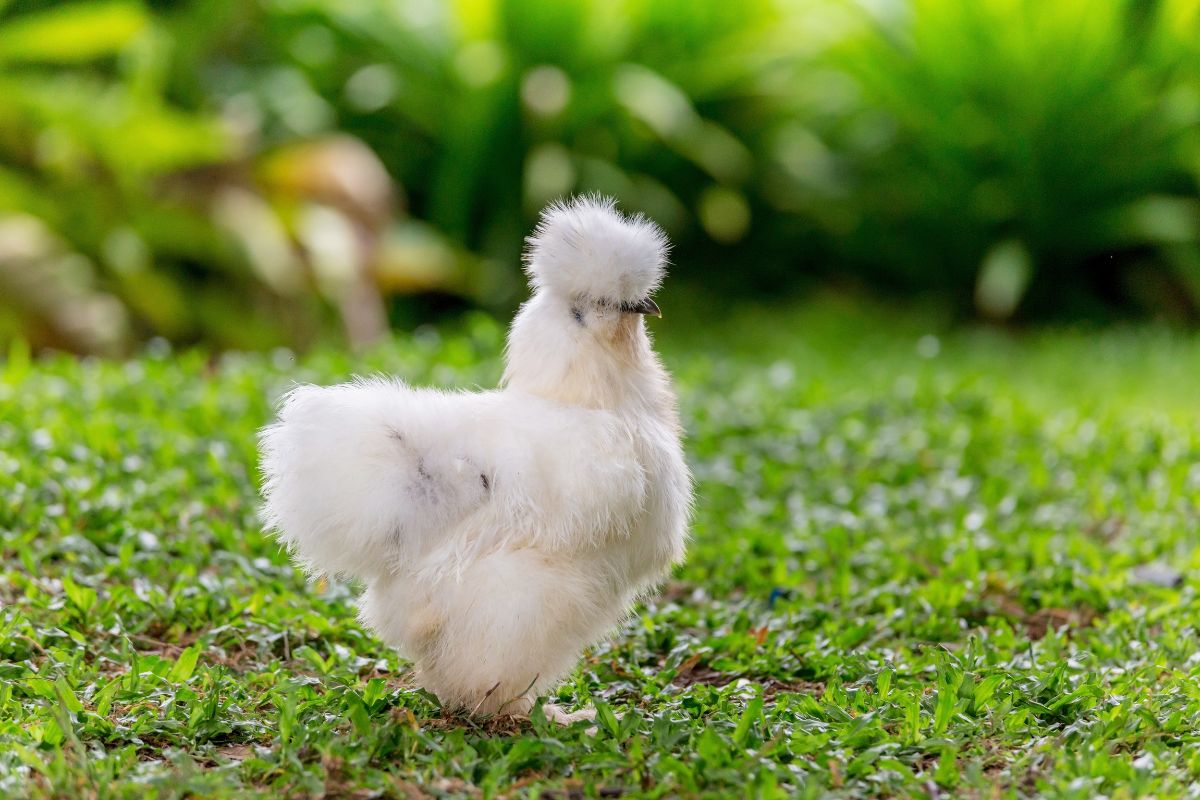 A cute white silkie chicken in a backyard.