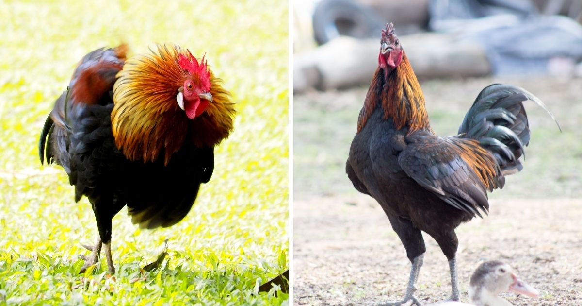 Why Do Roosters Attack Hens? (4 Reasons and Solutions) Chicken