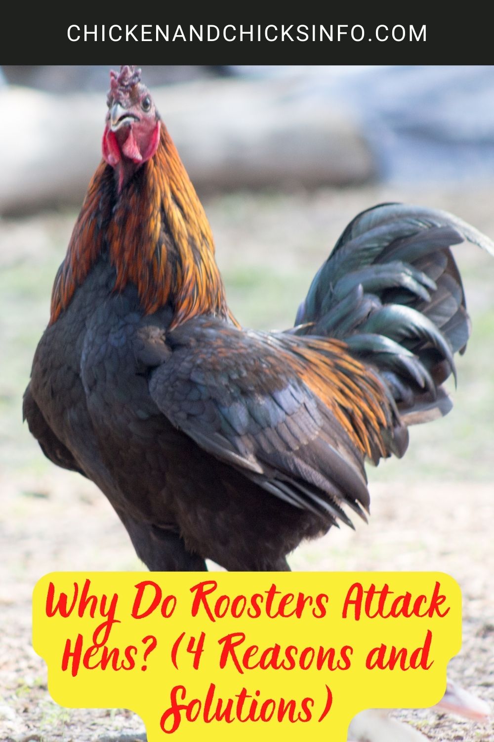 Why Do Roosters Attack Hens? (4 Reasons and Solutions) poster.
