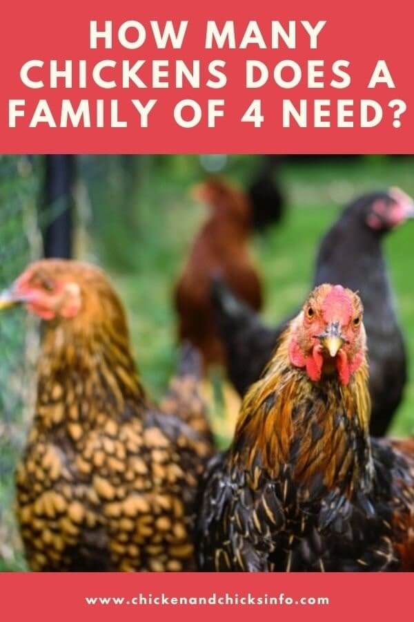 How Many Chickens for a Family of 4