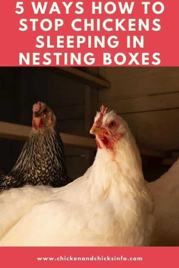 How To Keep Chickens From Sleeping in Nesting Boxes 5 Methods Chicken & Chicks Info