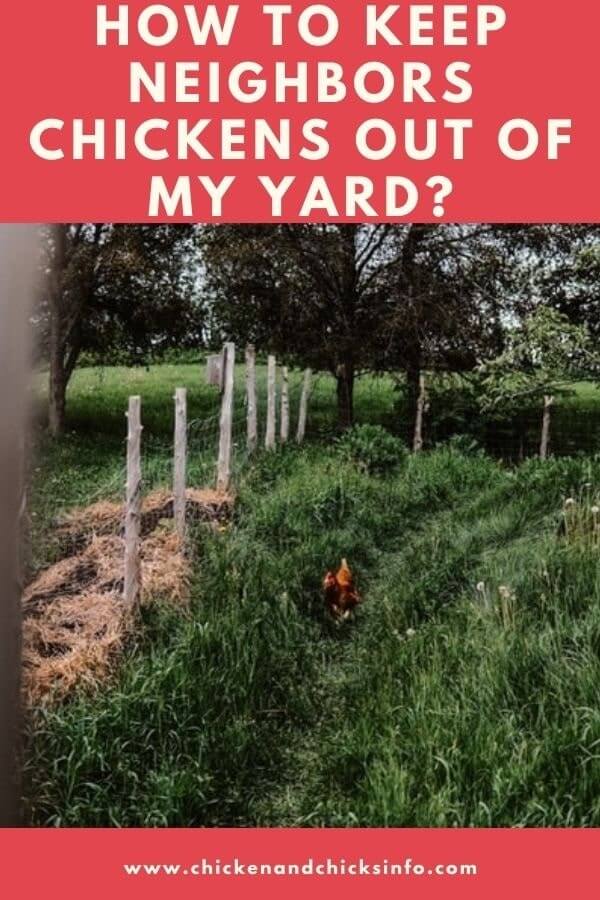 How To Keep Neighbors Chickens Out of My Yard