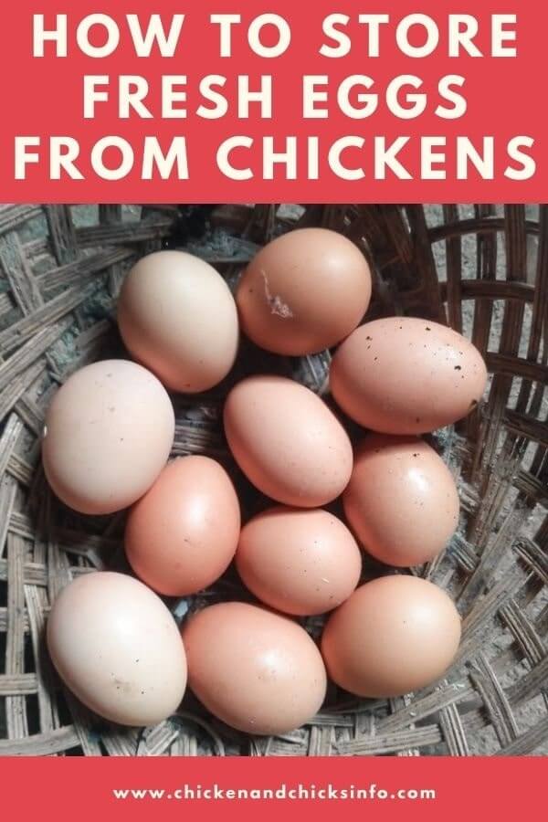 How To Store Fresh Eggs From Chickens (Cleaning ...