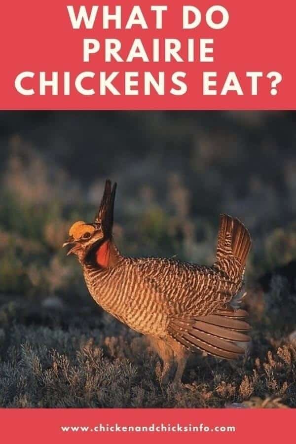 What Do Prairie Chickens Eat