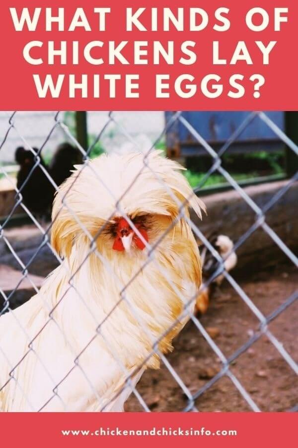 What Kinds of Chickens Lay White Eggs? (5 Breeds + Tips) Chicken