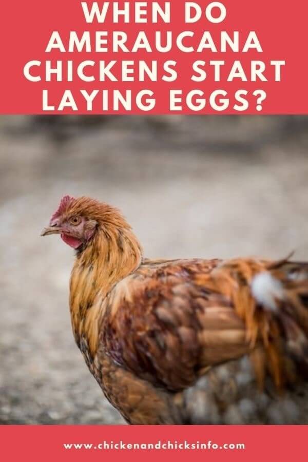 When Do Ameraucana Chickens Start Laying Eggs Facts Info Chicken Chicks Info