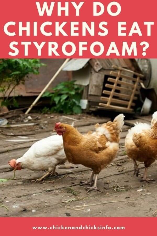 Why Do Chickens Eat Styrofoam