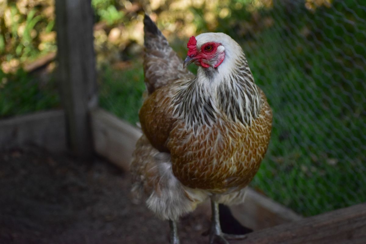 Ameraucana golden chicken in a backcyard.