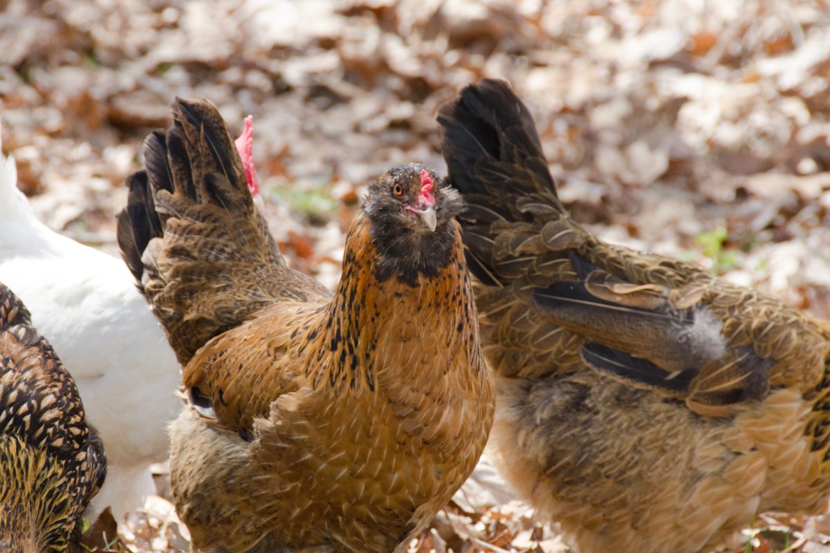 Ameraucana chickens in a backyard.