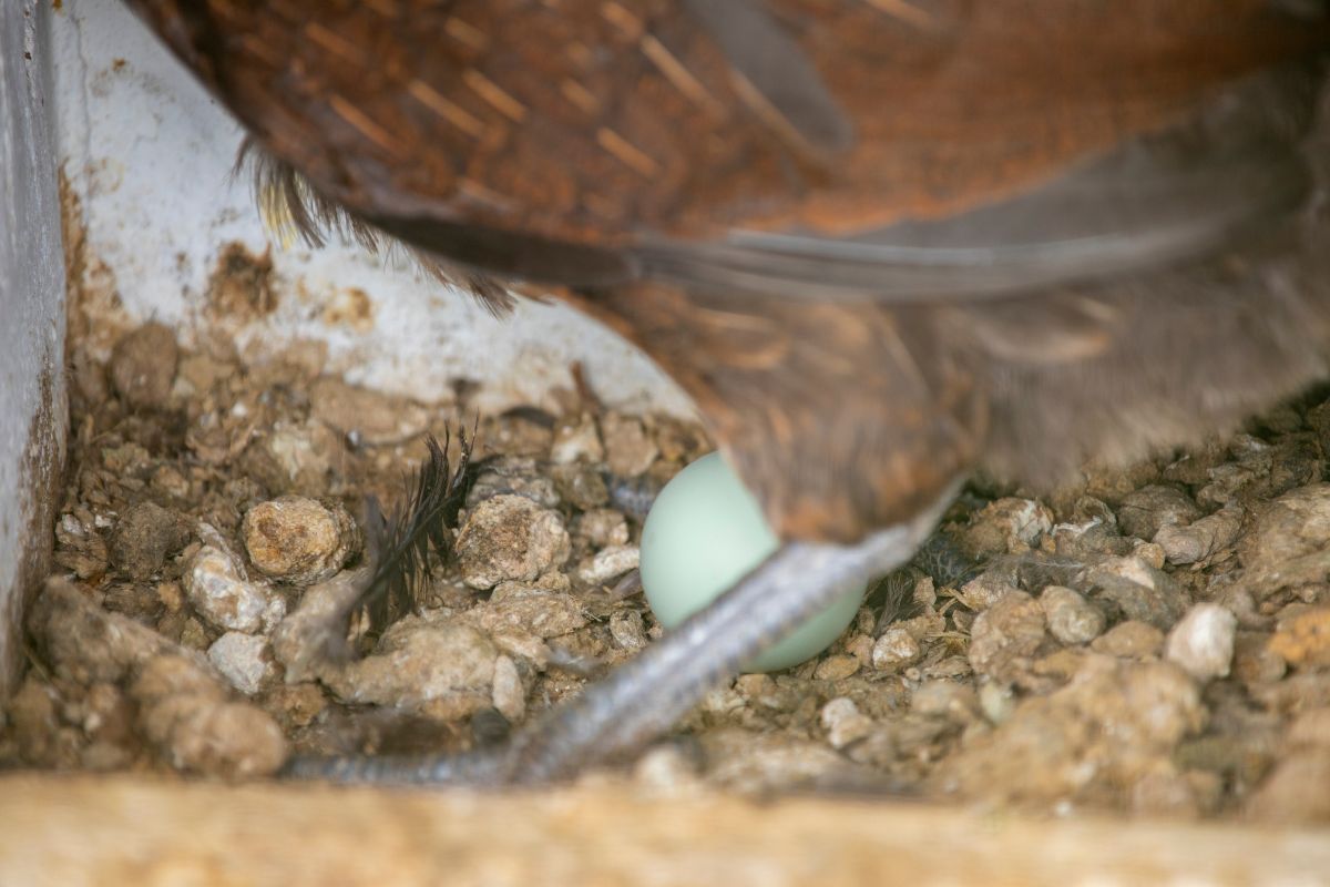 Ameraucana chicken egg in a nest.