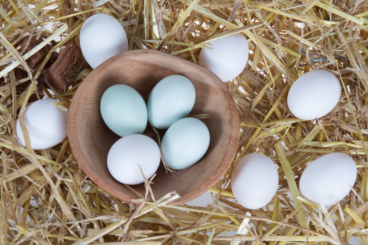 A wooden bowl of Araucana chicken eggs in a nest.