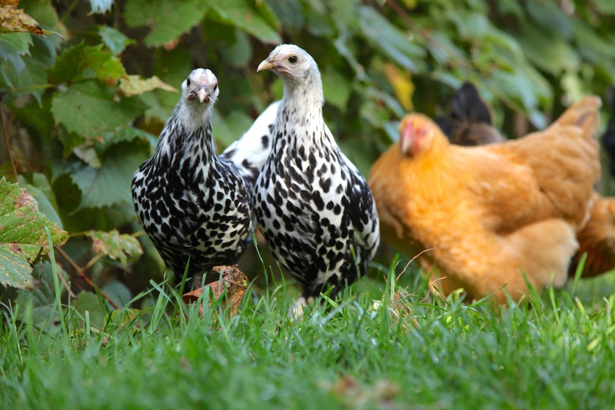 Different varieties of chickens in a backyard.