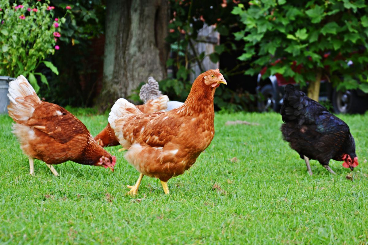 Chickens wandering on a backyard pasture.